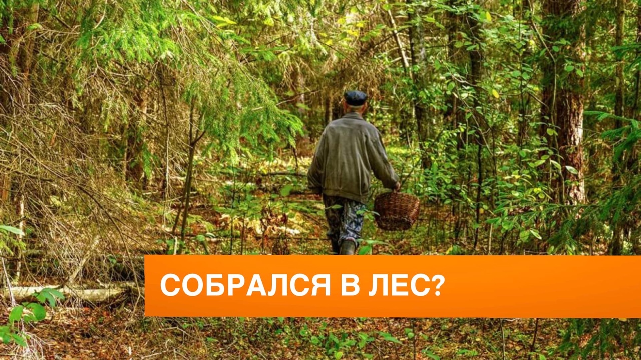 Пойти в лес и не заблудиться