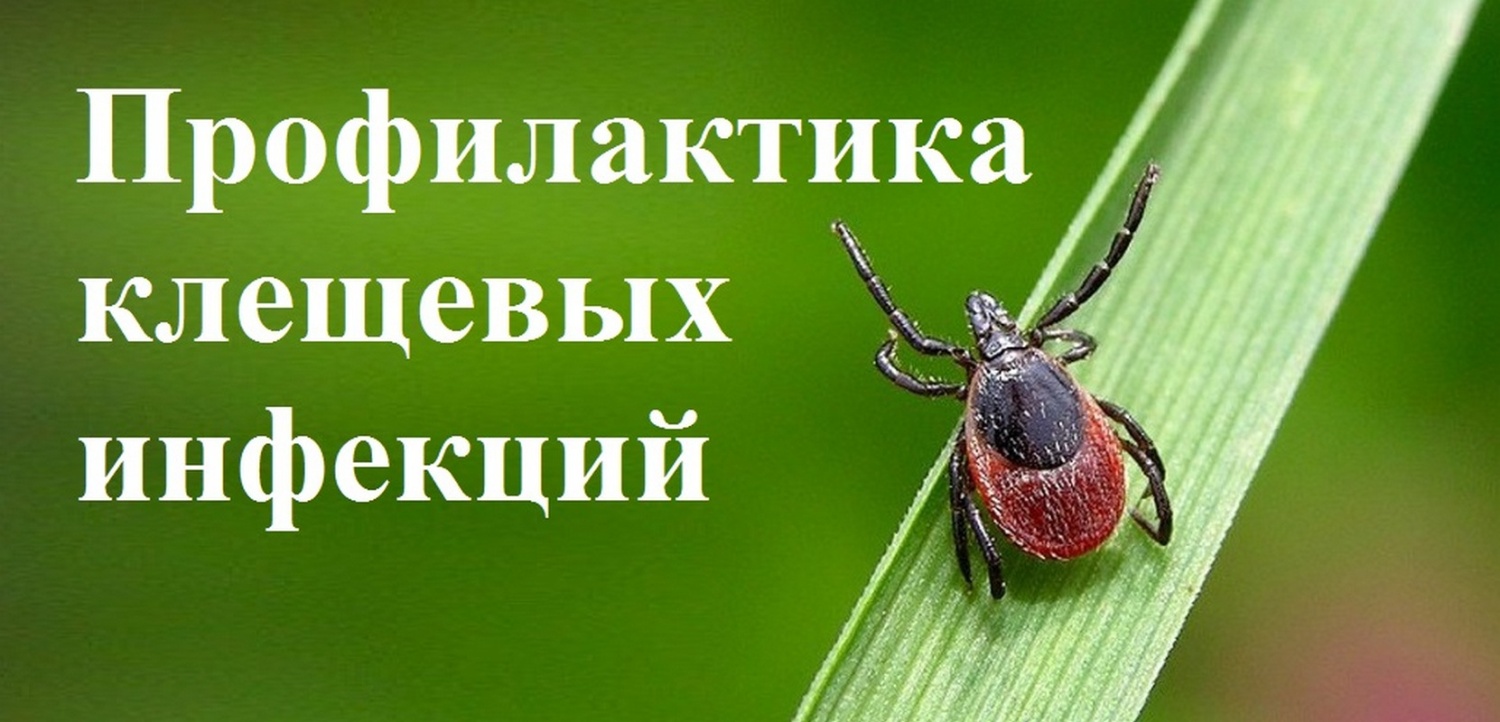 Внимание! «Горячая линия» по профилактике клещевых инфекций