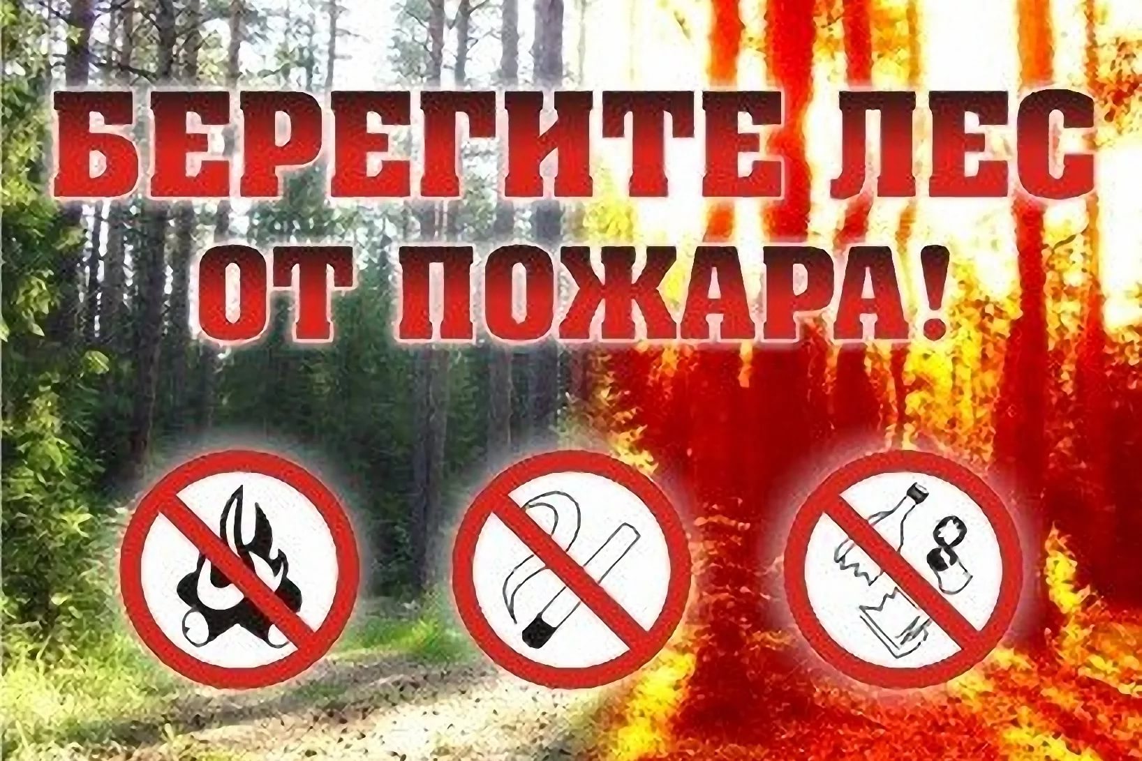 Правила пожарной безопасности при нахождении в лесных массивах