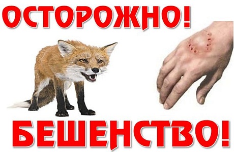 Памятка по профилактике и борьбе с бешенством.