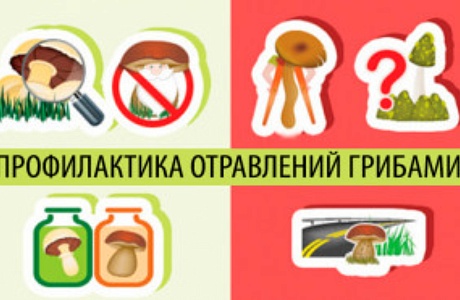 О мерах профилактики отравления грибами