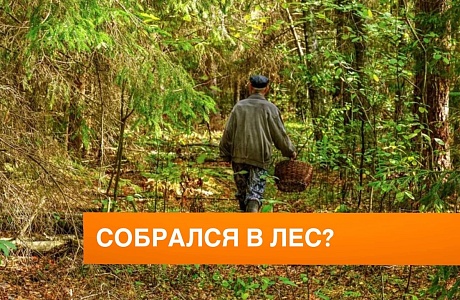 Пойти в лес и не заблудиться