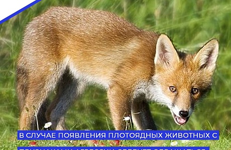 В случае появления диких плотоядных животных с признаками агрессии следует незамедлительно обращаться в МЧС и в районный отдел полиции. В случае появления диких плотоядных животных с признаками агрессии следует незамедлительно обращаться в МЧС и в районный отдел полиции.