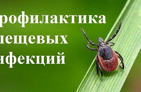 Внимание! «Горячая линия» по профилактике клещевых инфекций Внимание! «Горячая линия» по профилактике клещевых инфекций